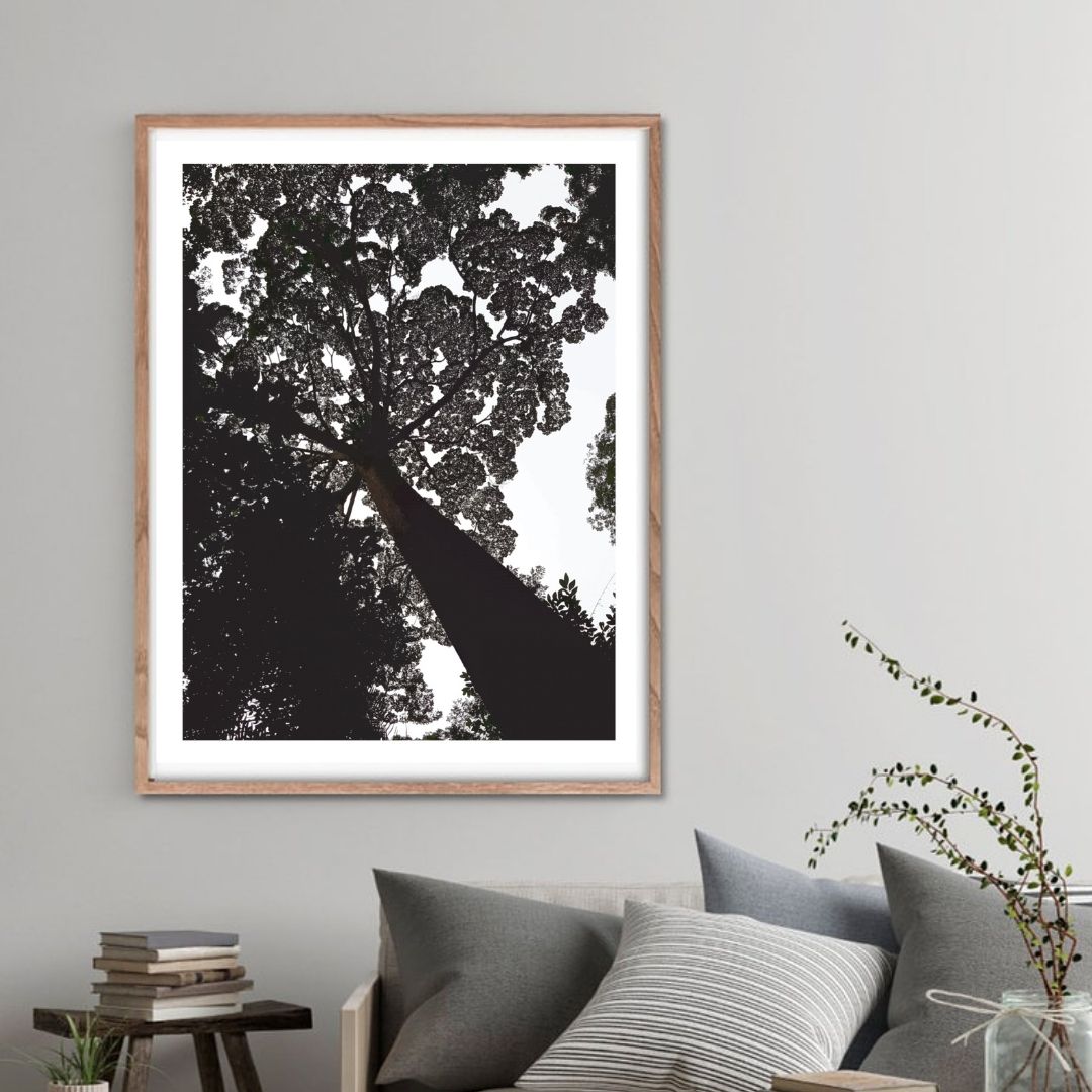 'Ebony Canopy' 2_30 © b